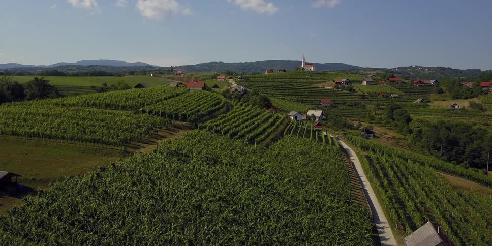 Vineyards stretch across hillsides in a quaint village