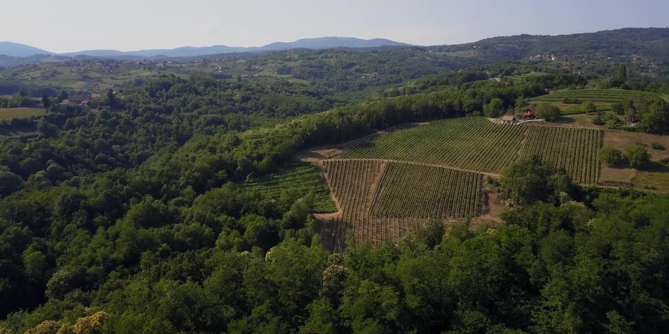 Trees and vineyards cover rolling hills in a valley