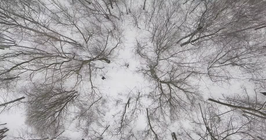 Two people are hiking in the snow covered forest