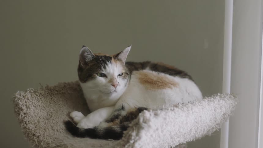 A cat is perched resting