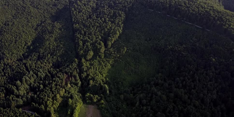 Aerial view of a tree covered landscape