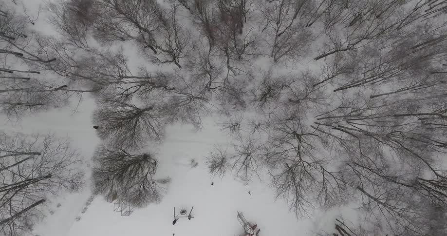 Aerial view of a snow covered forest