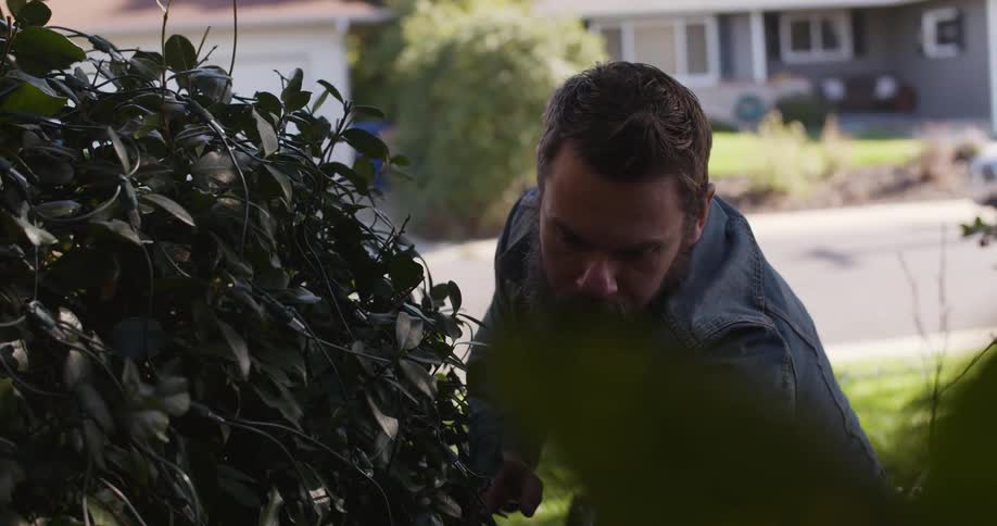 A man checks out the bushes in his lawn