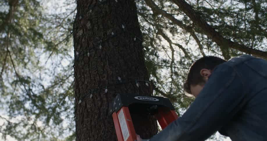 Man leans a ladder up against a tree