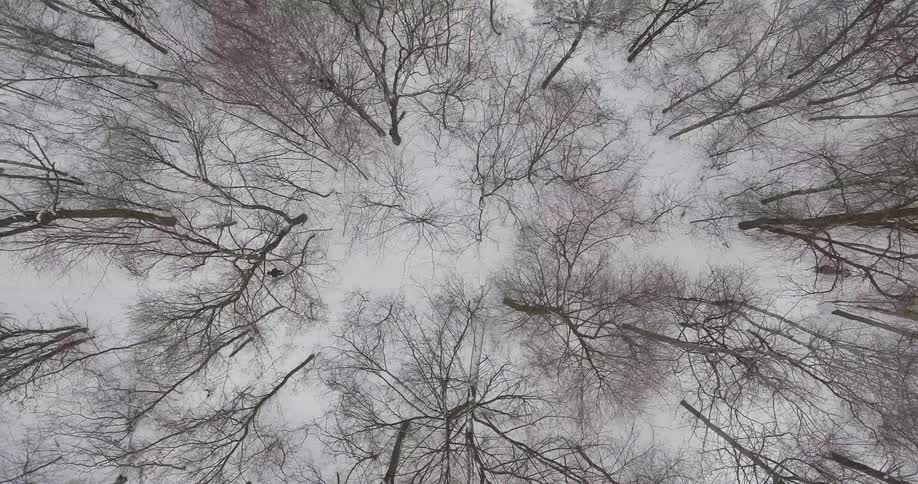 A person is hiking in the snow in this large forest