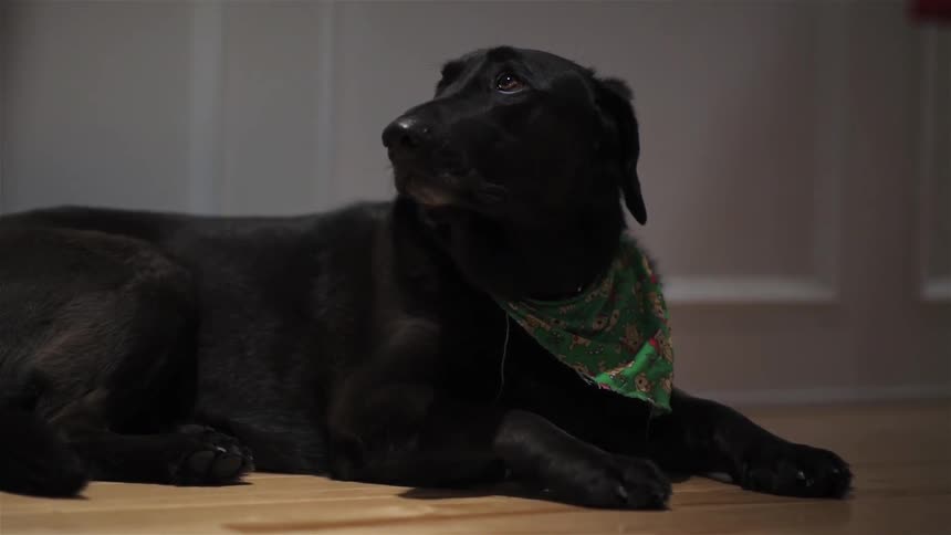 Black dog looks up as a person walks by