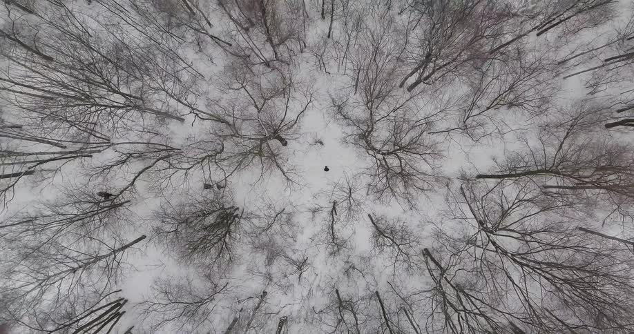 People walk through a snow covered stand of trees