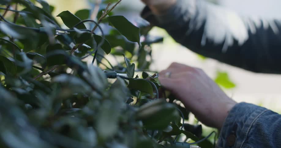 A man puts christmas lights on a bush