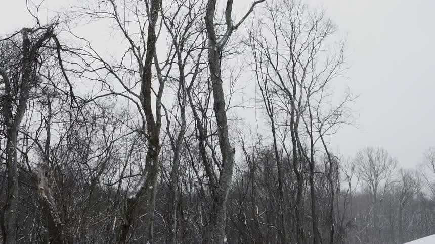 Snow falls around bare trees in a wooded area