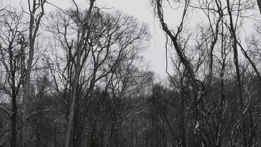 Snow falling on trees in the woods