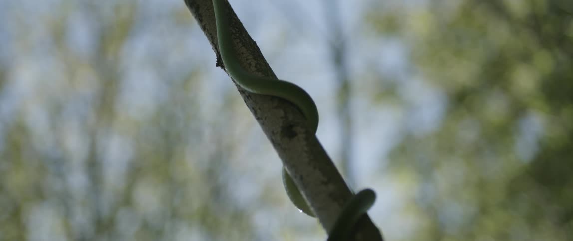 A snake is twisted around a branch