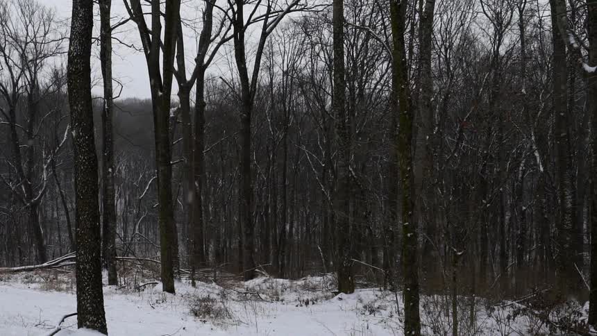 Snow falling on trees in the woods