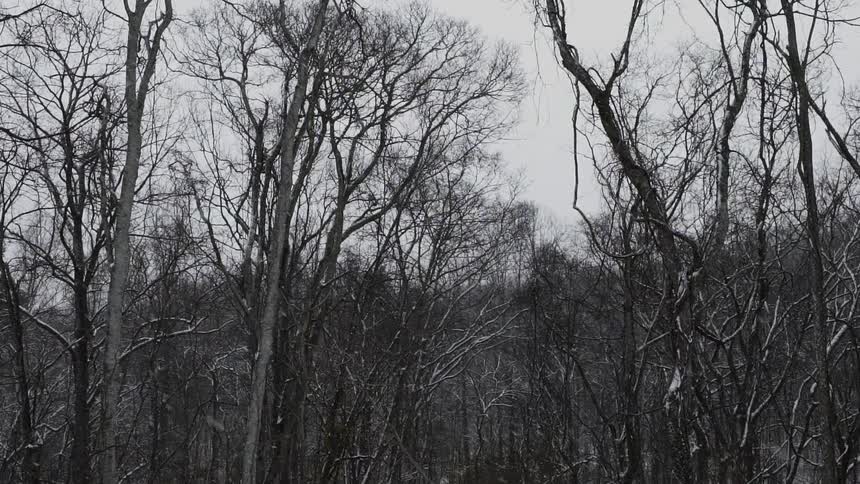 Snow falling on some barren trees in a forest