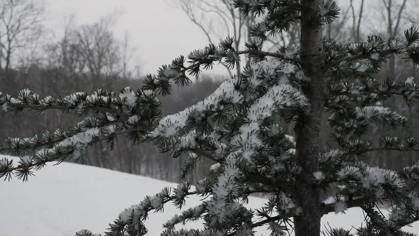 Snow falling on trees in the woods