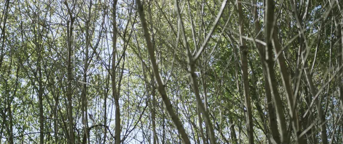 The woods have tall trees many without leaves