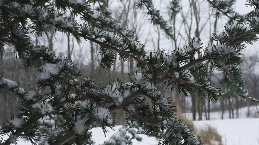 Snow falling on trees in the woods