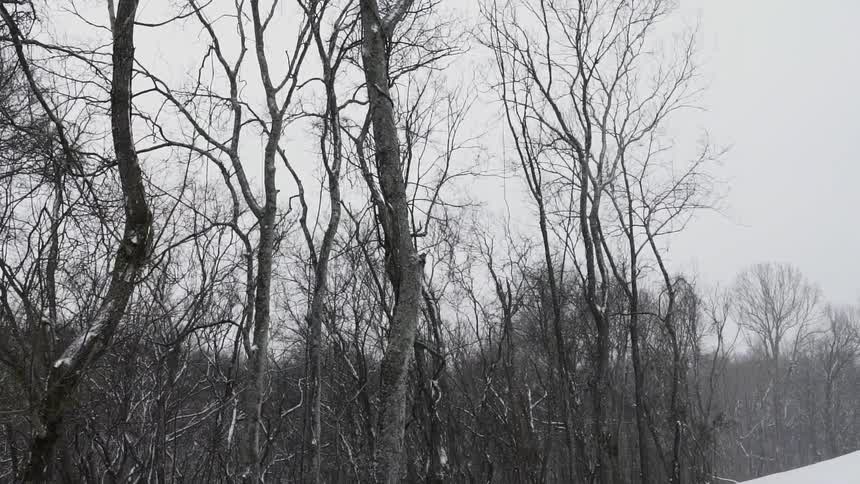 Snow falls around bare trees