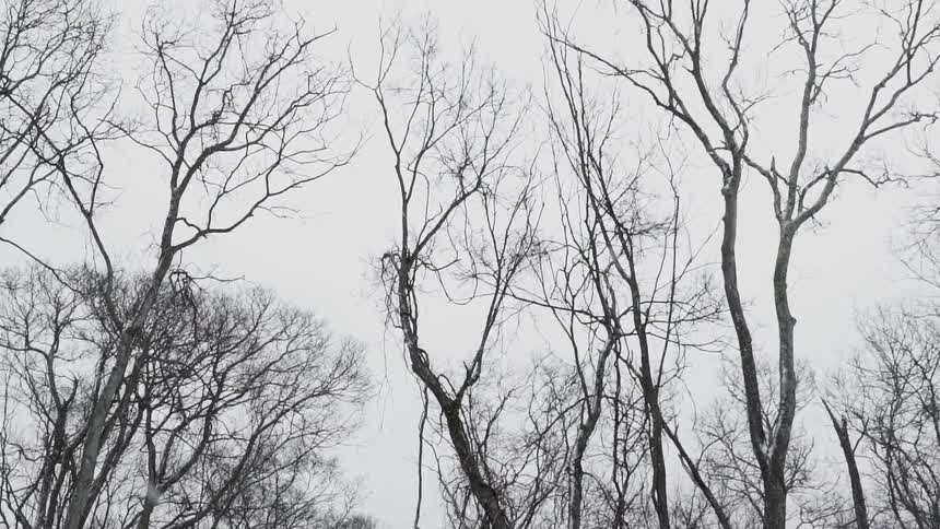 Snow falls around bare trees