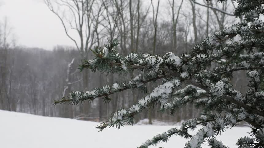 It is snowing outside landing on all the branches of the trees