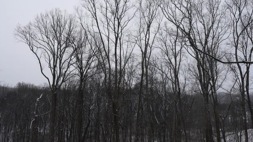 Snow falling on trees in the woods
