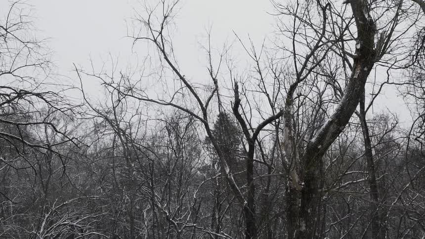 The trees are barren as it snows
