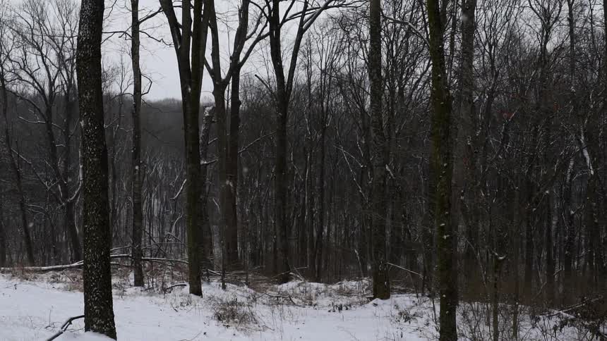 Snow falls in a stand of thin trees