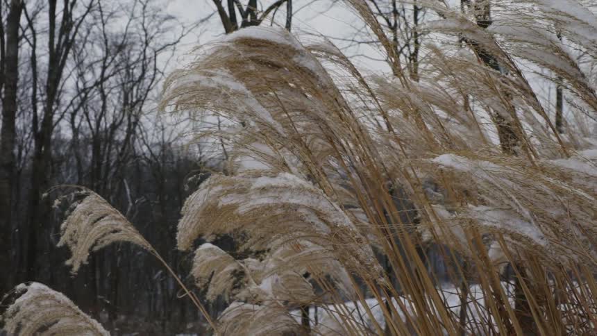 A view of weeds blowing around in the snow