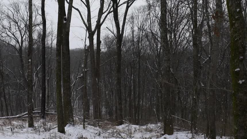 Snow falls around bare trees in the woods