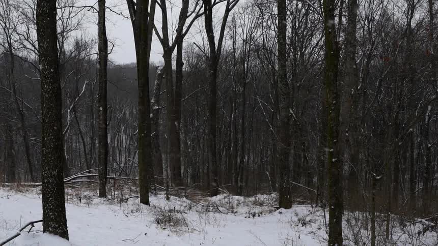 Snow falling on trees in the woods