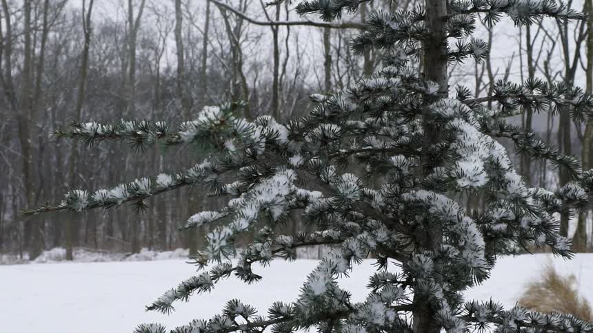 Snow flurries fall around a pine tree during the day