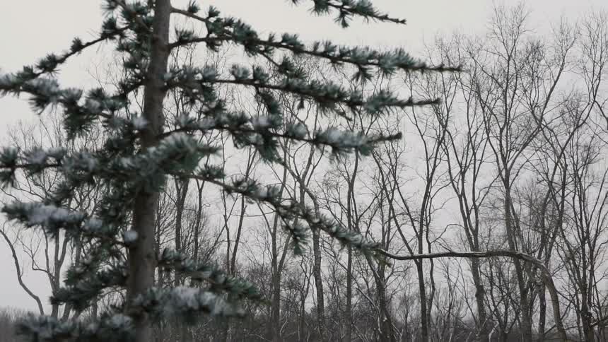Trees standing against a cloudy sky on a winter day with light snow falling