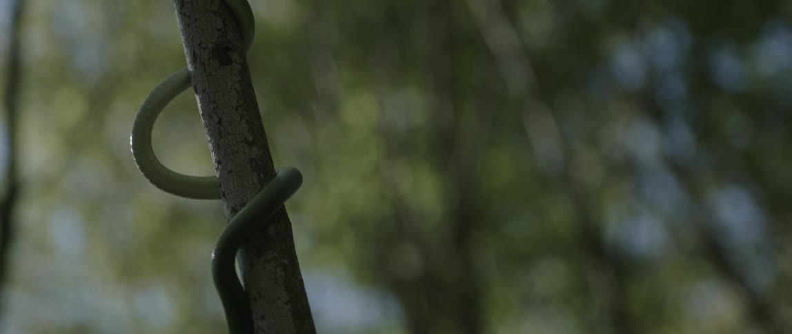 A person reaches and touches a snake on a tree