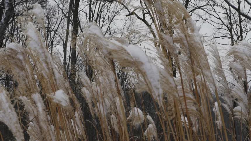 Snow falling on some tall stalks and trees