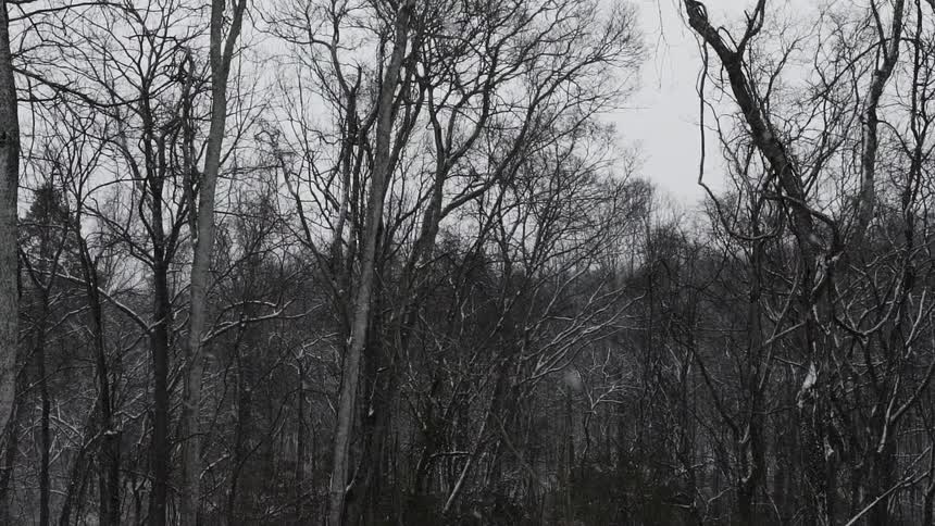 Snow falling in a forest of thin trees