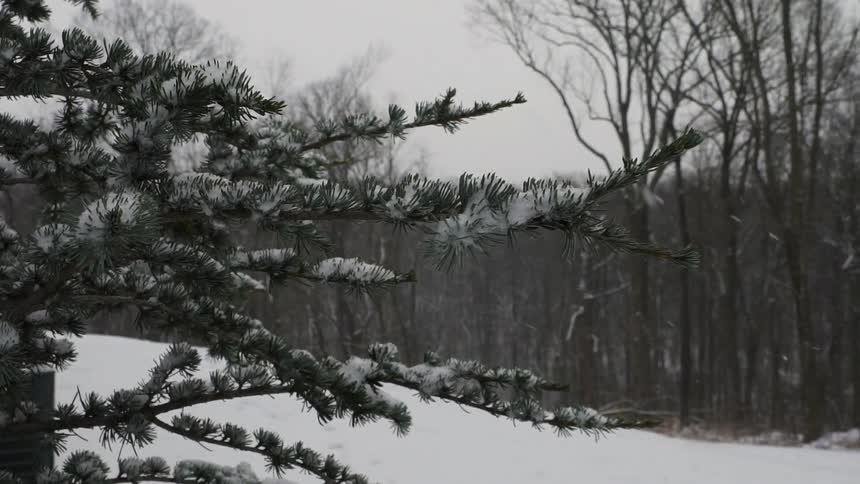 Snow falling on trees in the woods