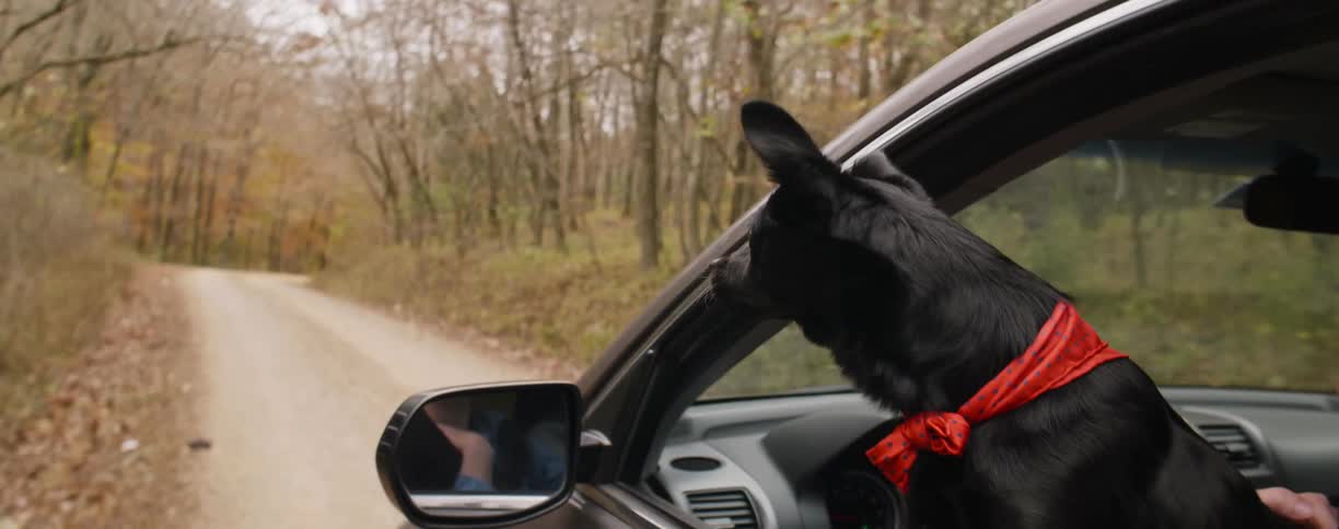 Black dog enjoying the wind by sticking its head out of a vehicle window