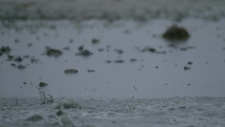 Horses race through the mud