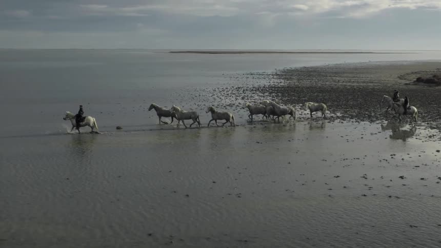 Herd of white horses gallop out into shallow water