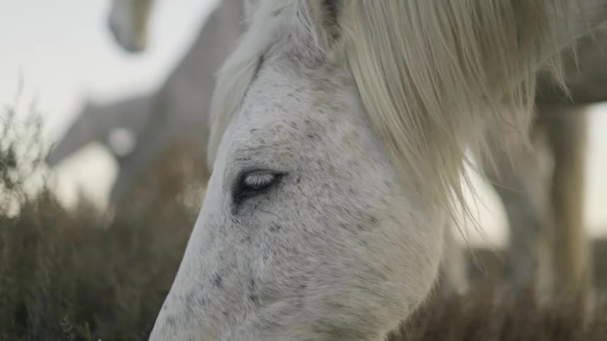A horse is grazing on grass during the day