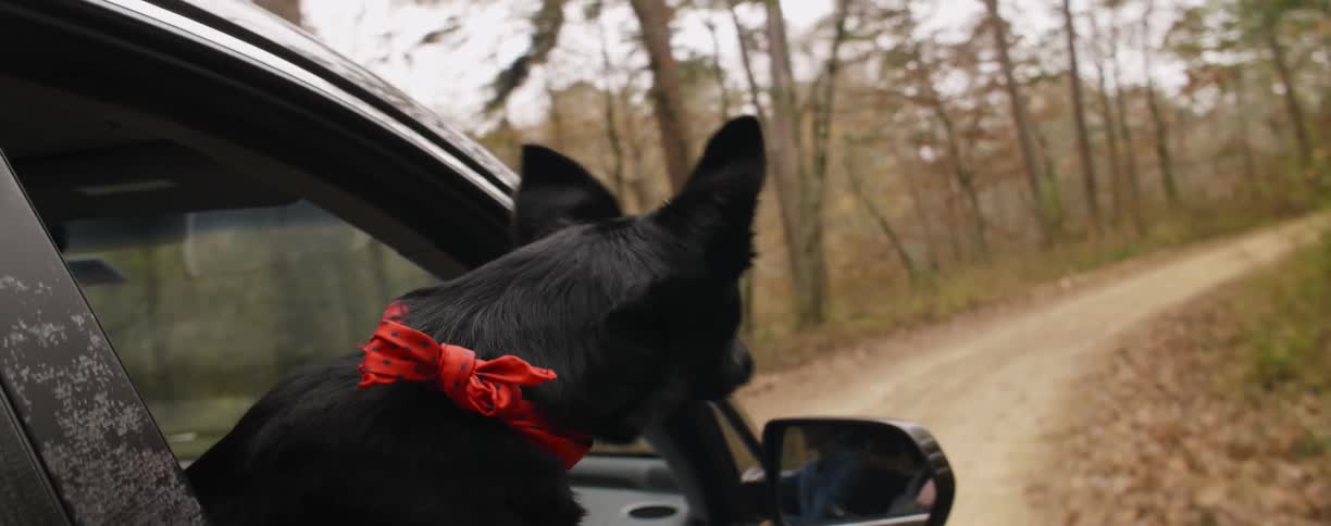 A dog leans out of a car window as it is driving