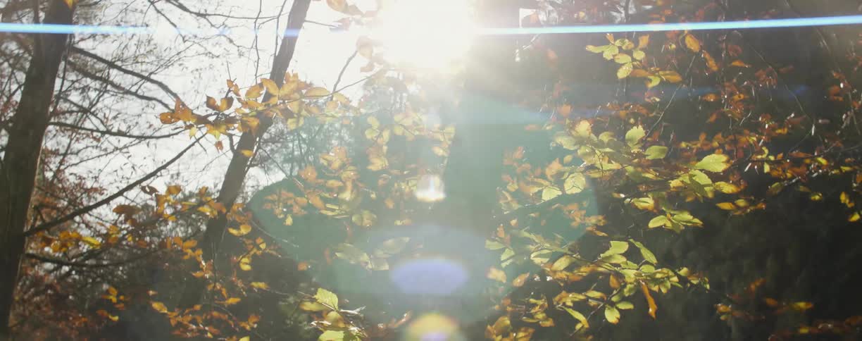The trees have yellow leaves and the sun is shining through