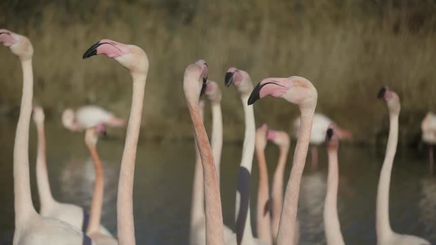 A row of flamingos are looking around as they swim