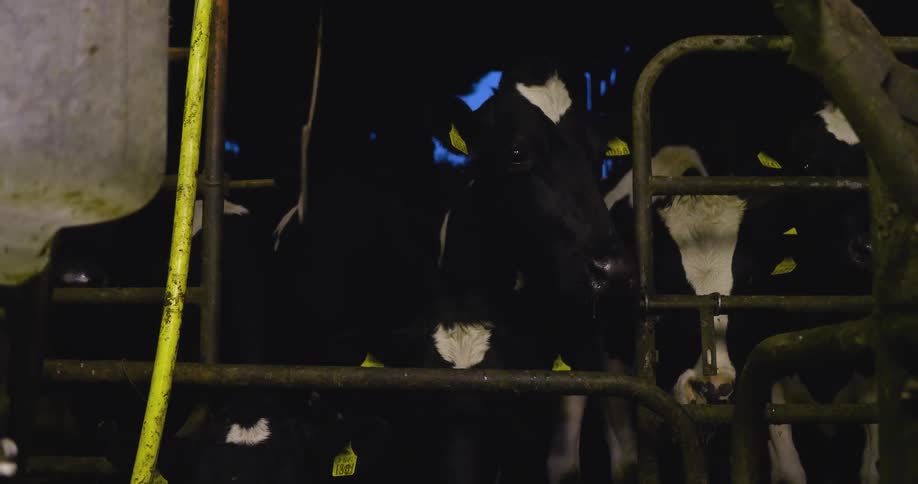 Cows looking around inside their pen