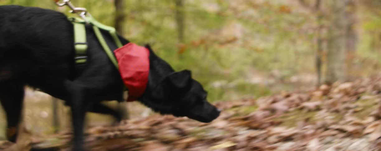 A dog on a leash walks a leaf covered trail in the woods