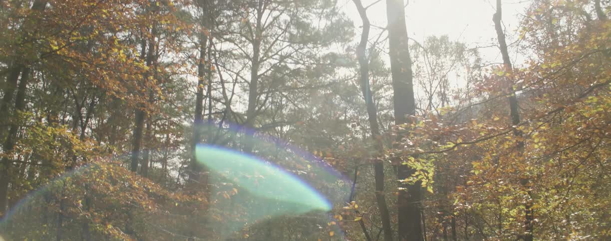 Sun shining through the woods