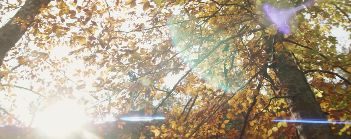 Sunlight shines through brown and yellow leaves on a tree