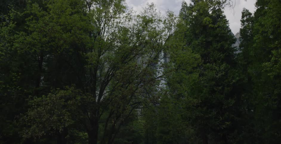 A row of tall green trees are before the waterfall