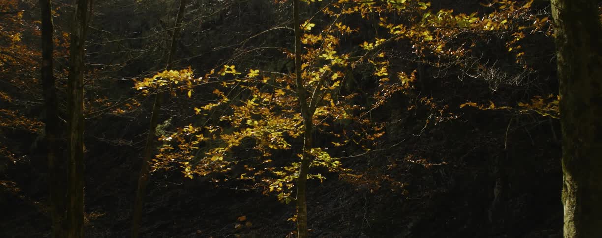 The trees have yellow leaves near this forest