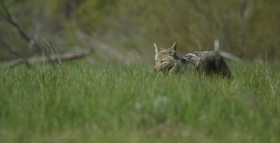 A coyote walks across a green field