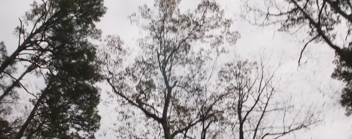 The woods have many tall trees in the fall